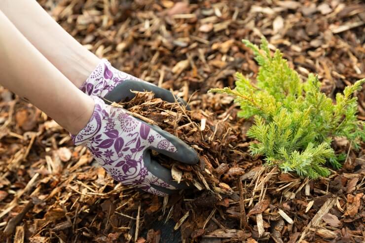 Ein Beet mit Rindenmulch. Rechts eine kleine Pflanze, links zwei Hände in Gartenhandschuhen, die Rindenmulch halten